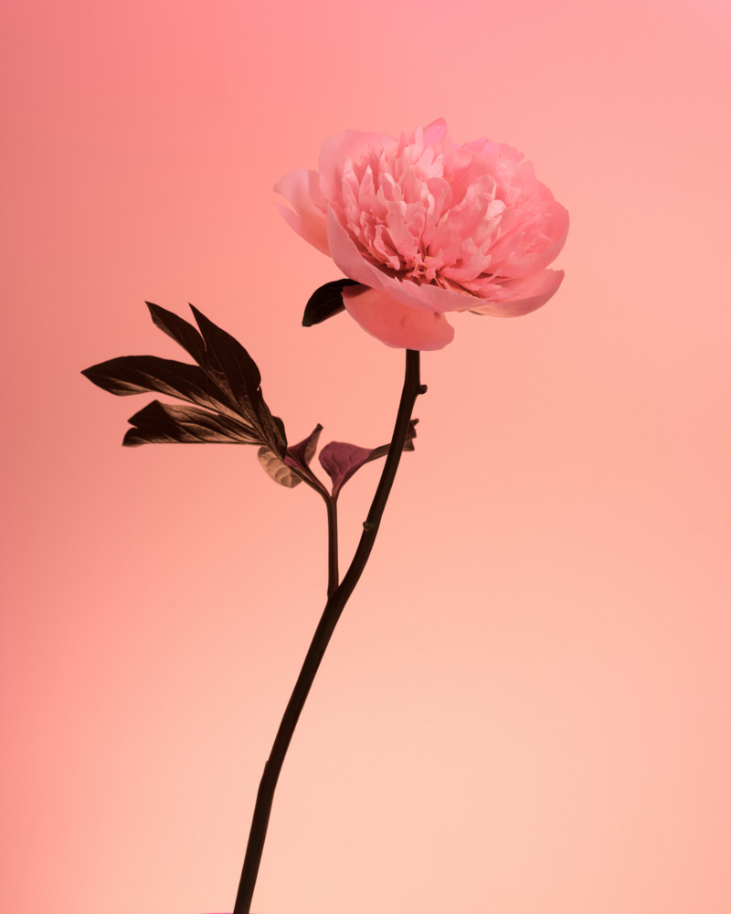 FLOWERS_FOR_SPRING00045_HD