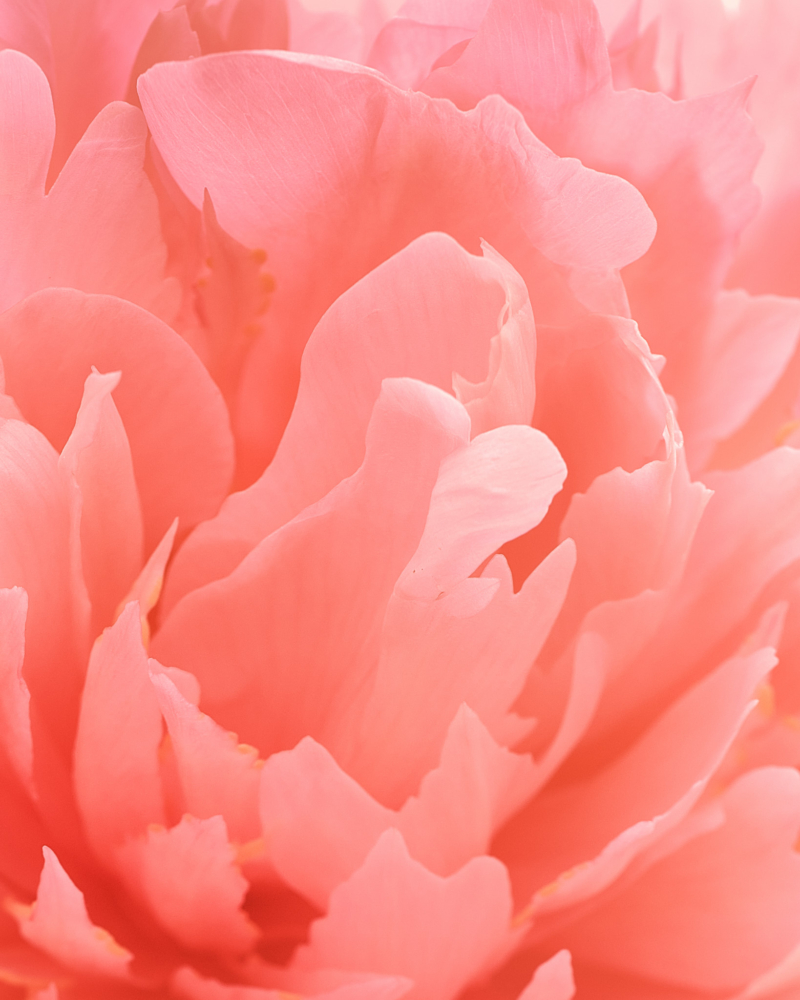 FLOWERS_FOR_SPRING00066_HD