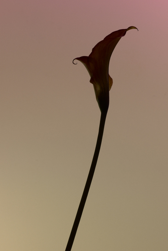 FLOWERS_FOR_SPRING00073