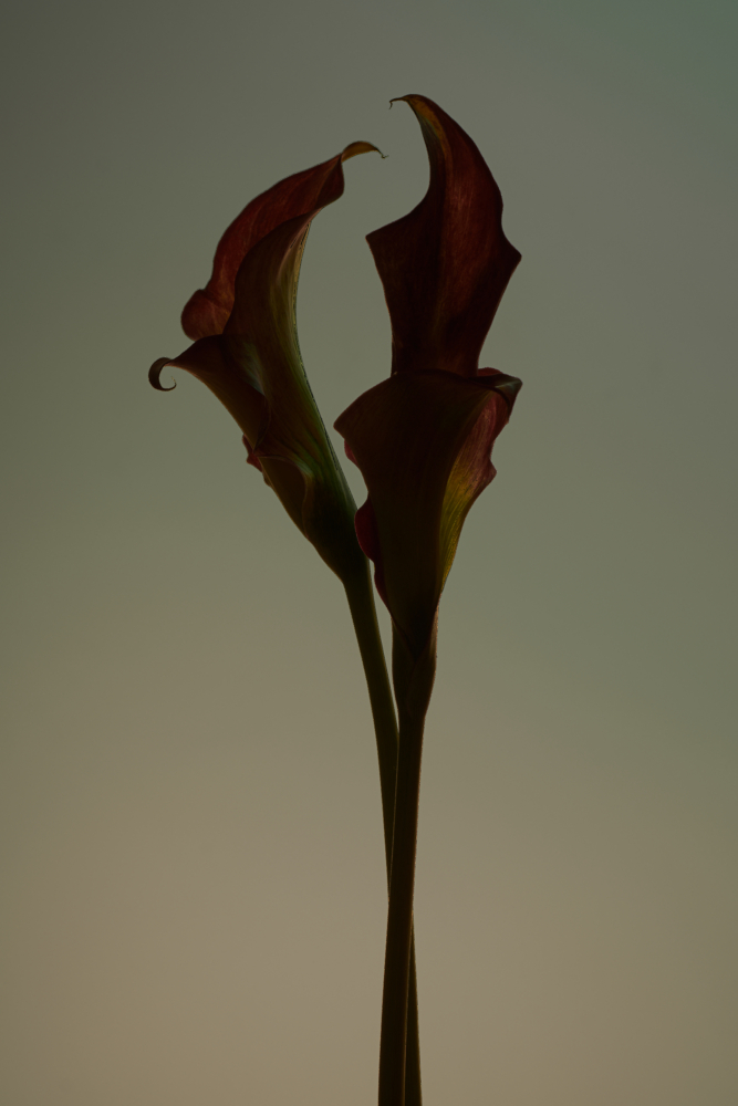 FLOWERS_FOR_SPRING00127